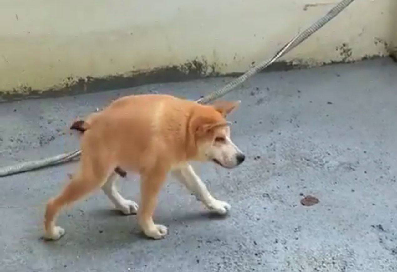 Community Doggo